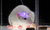 Animal models in Brain Research Photo